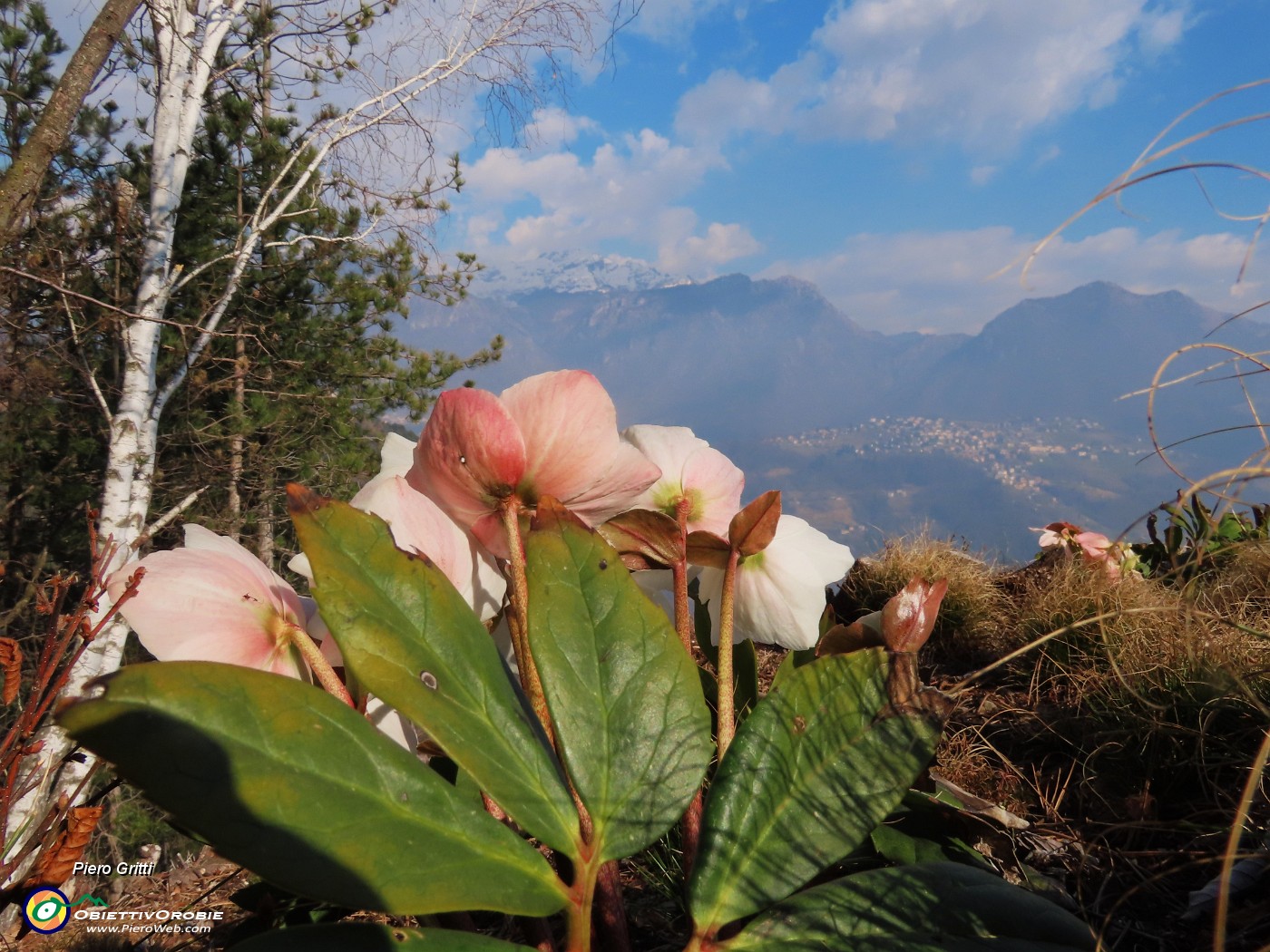 24 Helleborus niger (Ellebori) in piena fioritura con vista in Alben e Suchello.JPG